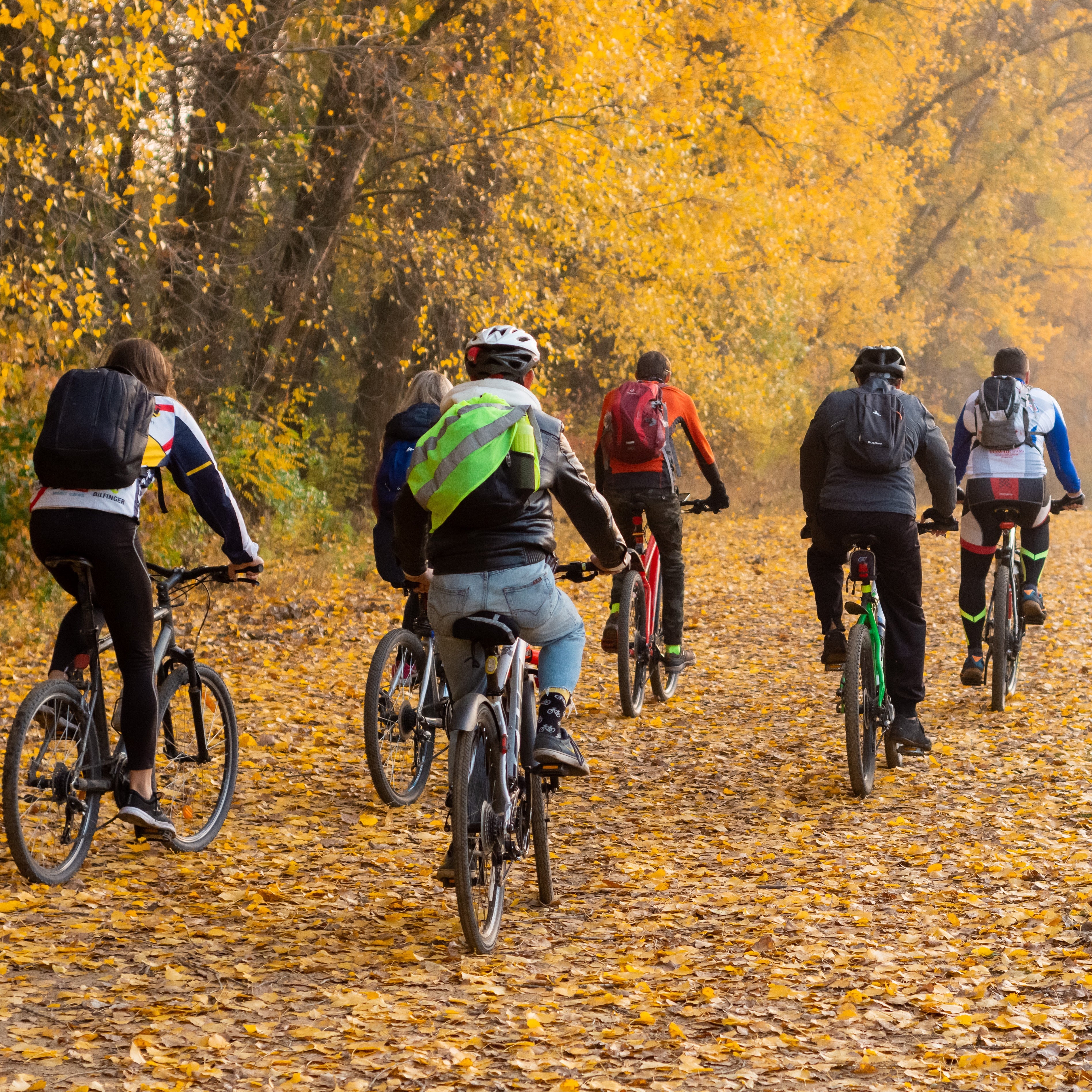 Group of cyclists riding on a path lined with trees with yellow autumn leaves.